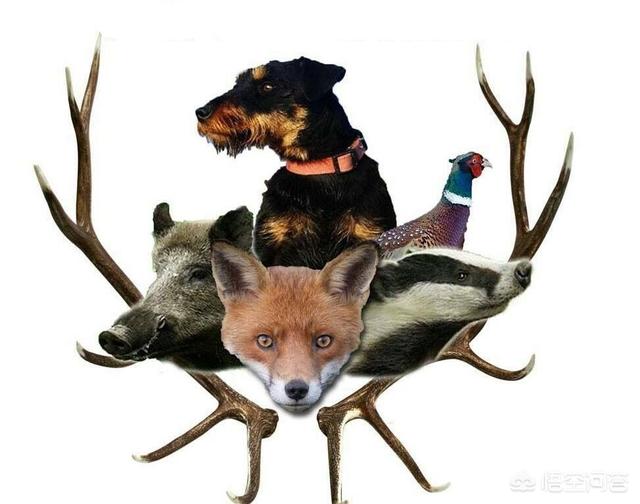 刚毛猎狐梗几中颜色:杰克罗素梗与平毛猎狐梗有哪些区别？