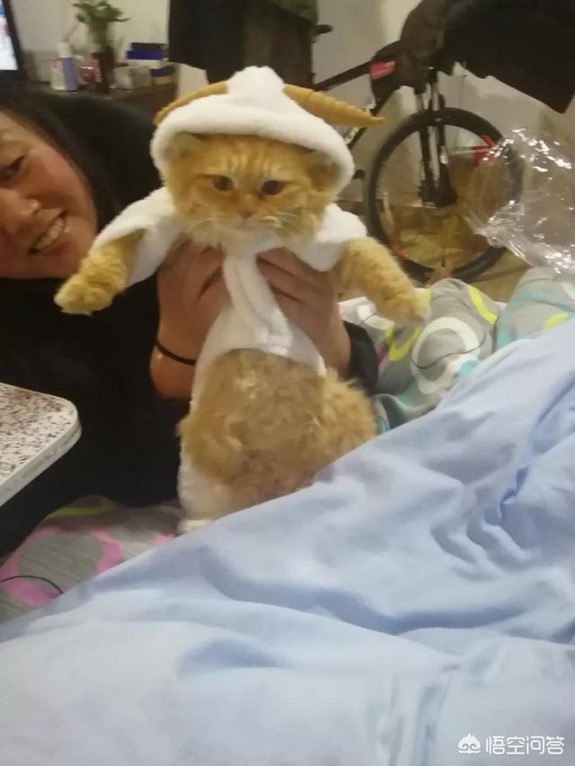 褴褛猫吧:网友养了只田园猫被养蓝猫的同学嫌弃，不是品种猫真的就差吗？