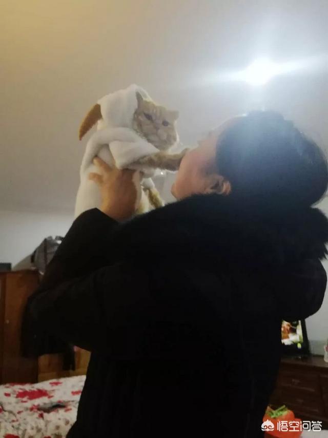 褴褛猫吧:网友养了只田园猫被养蓝猫的同学嫌弃，不是品种猫真的就差吗？