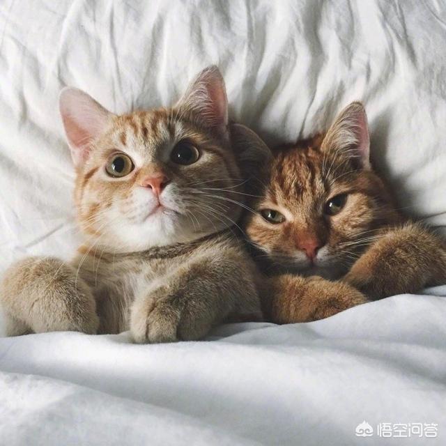 给猫咪打针视频教程:农村搞养殖，怎么给动物打针？