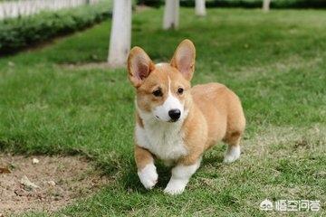 如何分辨真假柯基幼犬:卖家说是血统公，有出生证，8000，大家觉得是真柯基么？ 如何分辨柯基幼犬是不是纯的