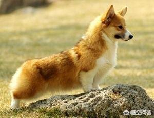 如何分辨真假柯基幼犬:卖家说是血统公，有出生证，8000，大家觉得是真柯基么？ 如何分辨柯基幼犬是不是纯的