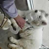 幼犬得犬瘟能治好吗:幼犬因犬瘟致神经受损能治好吗？