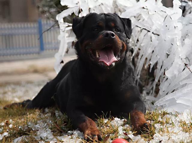 罗威纳犬性格特点多大定性:罗威纳母犬肩高能长到几个月？