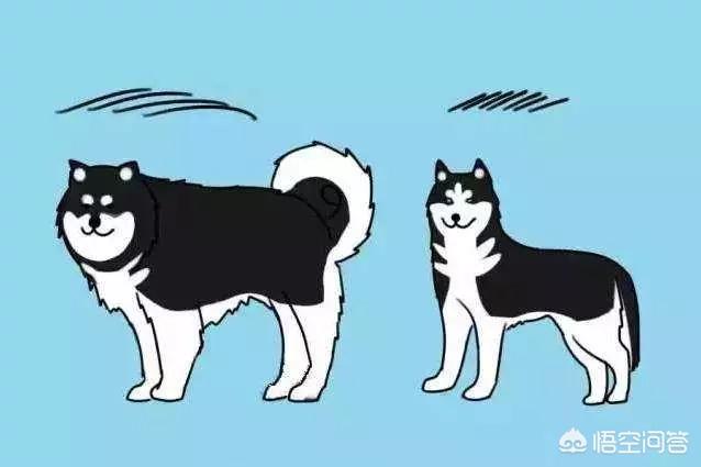 巨型阿拉斯加雪橇犬失格:阿拉斯加巨型雪橇犬视频 阿拉斯加和哈士奇有什么区别？怎么区分？