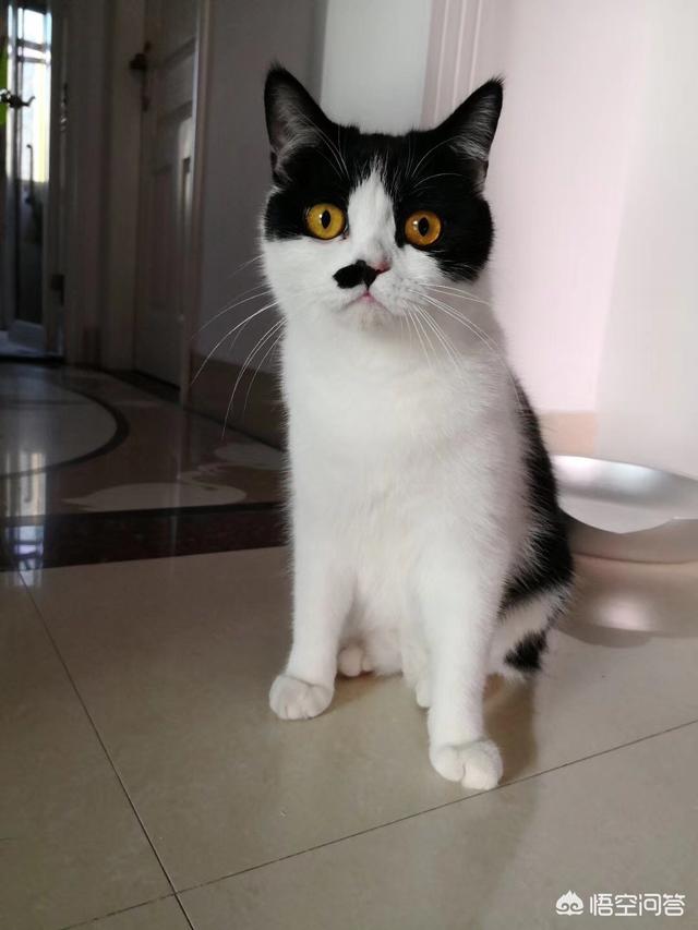 黑背白肚的猫属于什么种类的猫？