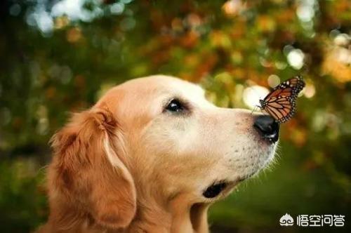 犬饲先生养狗记:为什么人不能吃狗，却可以吃其他动物比如说猪？