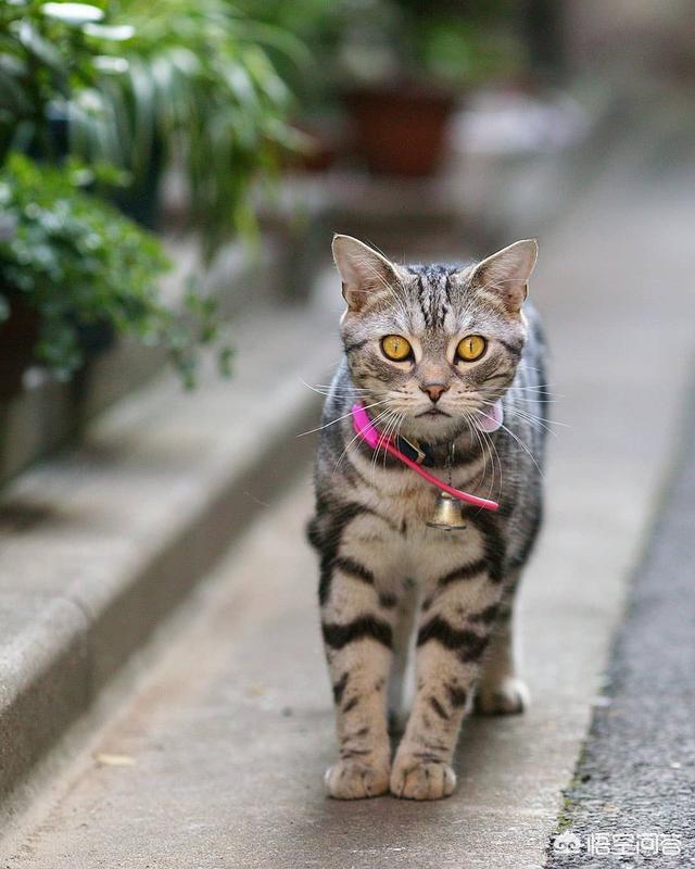 饲养猫论坛:如何养猫？为什么我养的猫一点都不乖啊？