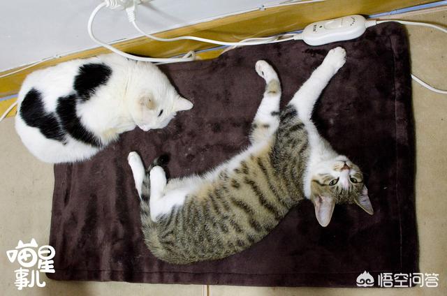 猫咪不乖by:小区阻止喂流浪猫而且要杀死流浪猫，怎么办？