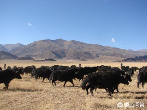耗牛价格究竟有多贵，正宗的西藏牦牛肉多少钱一斤