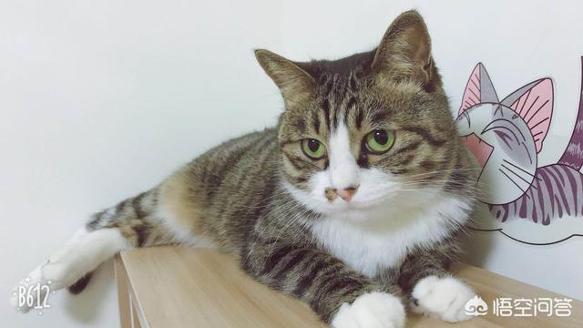 长沙布偶猫吧:布偶猫就要一直宅在家里吗？