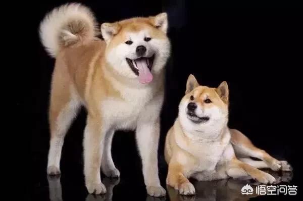 日本柴犬图片:柴犬和秋田犬为什么长得那么像？如何区分，都是日本原产地吗？