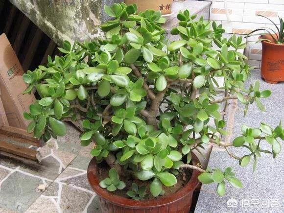 关于厚脸皮的养殖方法:盆栽玉树的叶子长得又大又薄，是怎么回事？