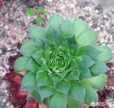 多肉植物蚜虫怎么防治:多肉植物介壳虫怎样清理？