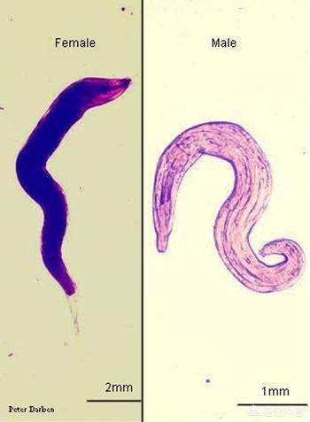多拉菌素是管什么的:家里宠物长寄生虫了怎么办？