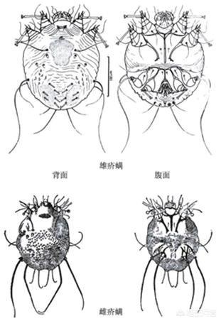 多拉菌素是管什么的:家里宠物长寄生虫了怎么办？