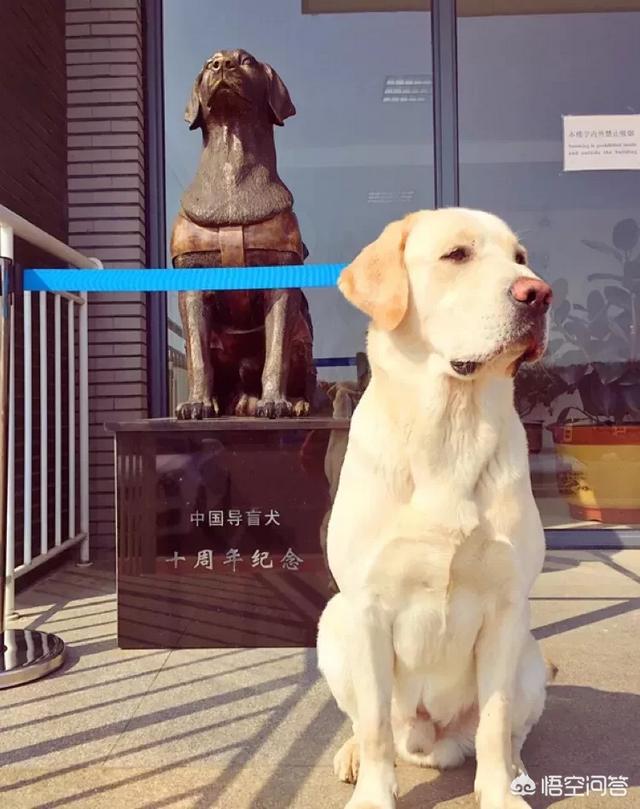 拉布拉多犬介绍图片:正宗的拉布拉多犬图片 养一只拉布拉多是一种怎样的体验？