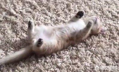 qq表情 卖萌猫:当猫咪跟你撒娇时，你的心情是怎样的？