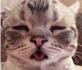 qq表情 卖萌猫:当猫咪跟你撒娇时，你的心情是怎样的？