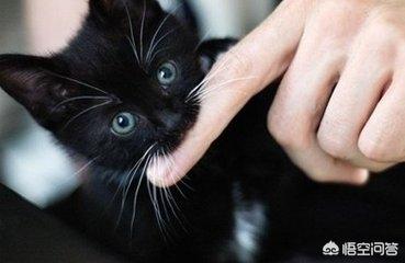 qq表情 卖萌猫:当猫咪跟你撒娇时，你的心情是怎样的？