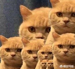 qq表情 卖萌猫:当猫咪跟你撒娇时，你的心情是怎样的？