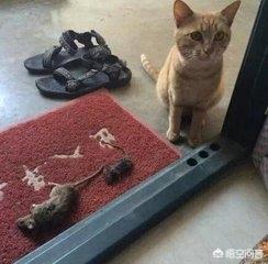 qq表情 卖萌猫:当猫咪跟你撒娇时，你的心情是怎样的？