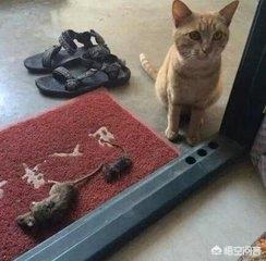 猫咪恨主人的十种表现湖北按摩:猫咪让你摸哪里，证明把你当主人了？