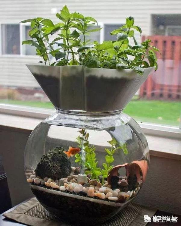 头条问答 水培植物用不用换水呢 我没有买营养液 该怎么养护 11个回答
