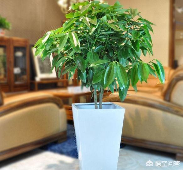 门前最旺风水的花,家门口摆放什么植物比较好？