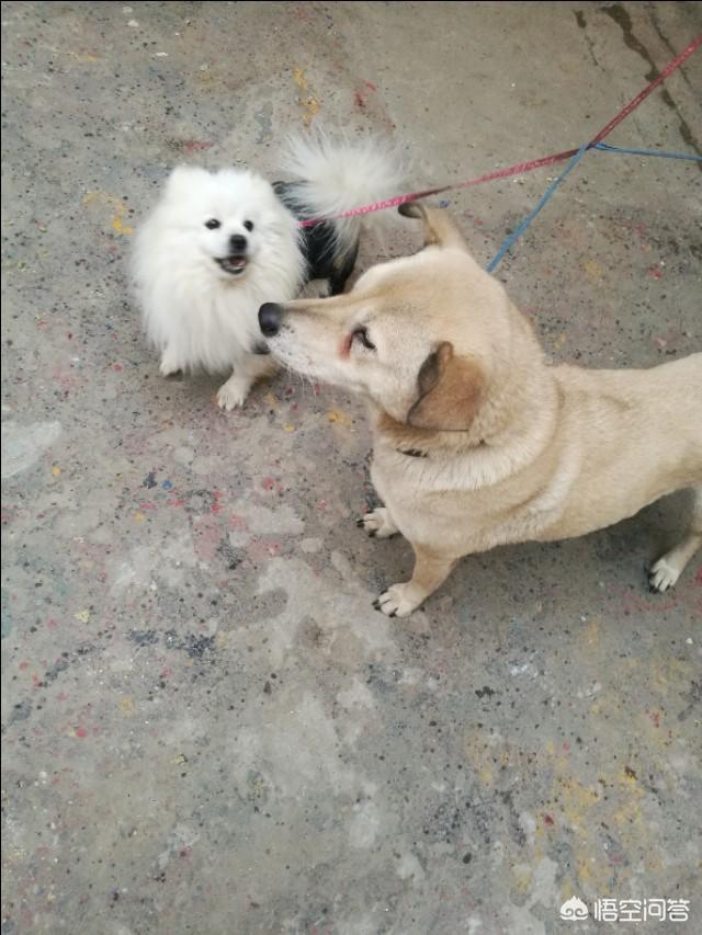 芬兰狐狸犬很少人养:为什么中国城市里面的人都没看到过养中华田园犬的？