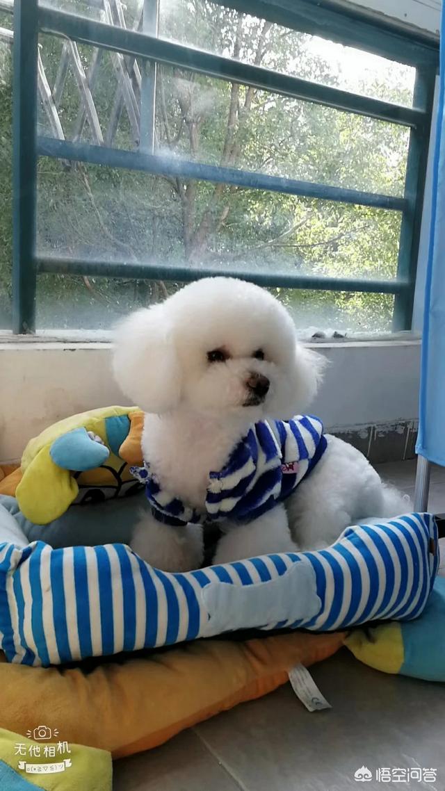 白色贵宾犬造型图片:春晚的这几只小狗好可爱啊！有人知道这种狗狗是什么品种吗？