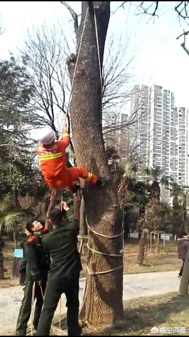 消防员救狗跳粪坑评论:你救过人命吗？当时处于什么情景？事后心里怎么想的？