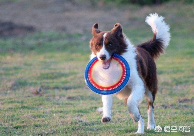 陨石边境牧羊犬智商:有人说边境牧羊犬的智商相当于八岁的孩子，如何科学培训它呢？ 陨石边境牧羊犬智商,忠诚度