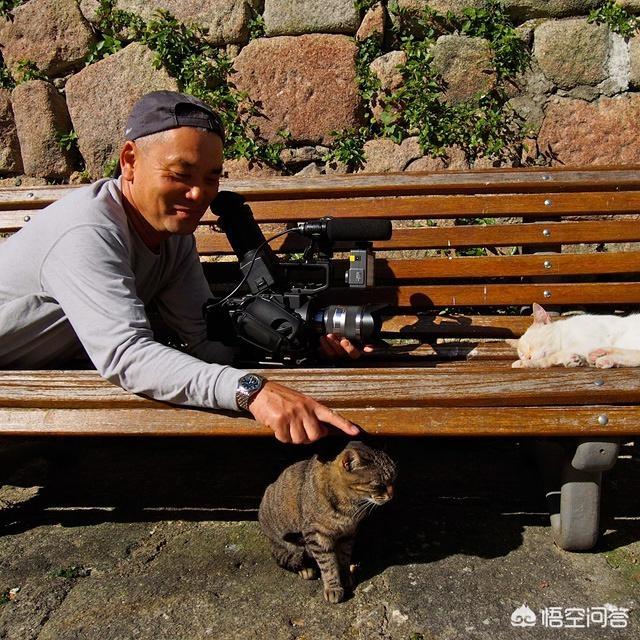 猫 照片:各种猫的图片大全 摄影大师拍的猫是什么样子的？