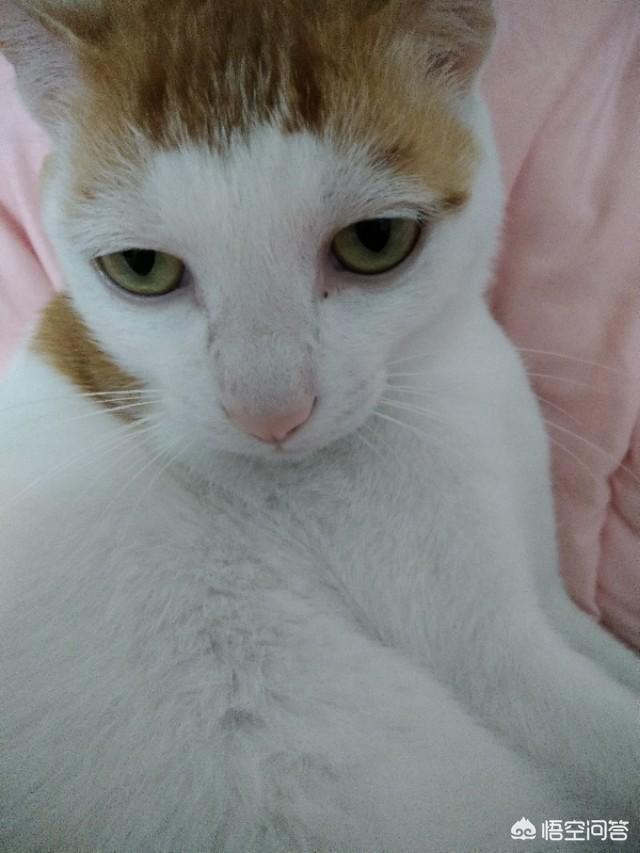 玩具存钱箱愤怒的猫咪:主人打猫的时候猫怎么想？