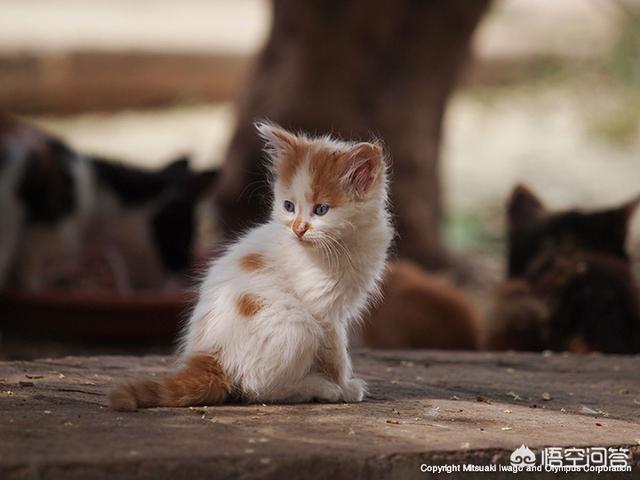 猫 照片:各种猫的图片大全 摄影大师拍的猫是什么样子的？