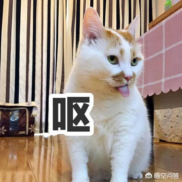猫咪搞笑图:萌宠可爱搞笑的图片有哪些？ 猫咪搞笑图片
