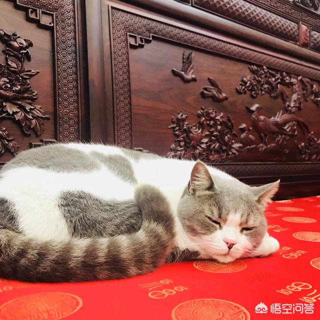 猫咪搞笑图:萌宠可爱搞笑的图片有哪些？ 猫咪搞笑图片