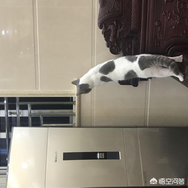 猫咪搞笑图:萌宠可爱搞笑的图片有哪些？ 猫咪搞笑图片