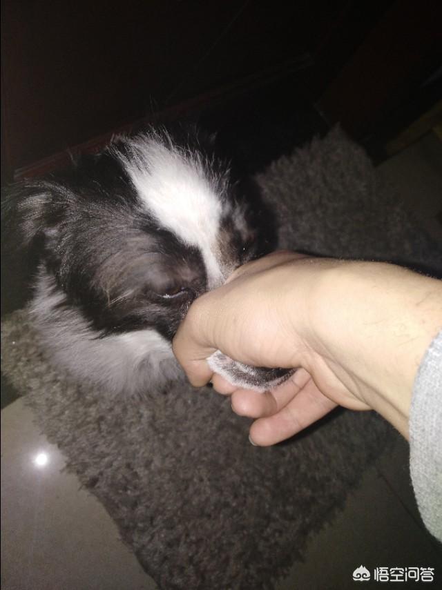 松狮犬视频:你养的第一只小动物是什么？