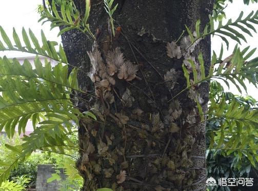 什么植物与香樟树的特点类似:这种附在樟树上的植物叫什么名字？