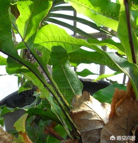 什么植物与香樟树的特点类似:这种附在樟树上的植物叫什么名字？