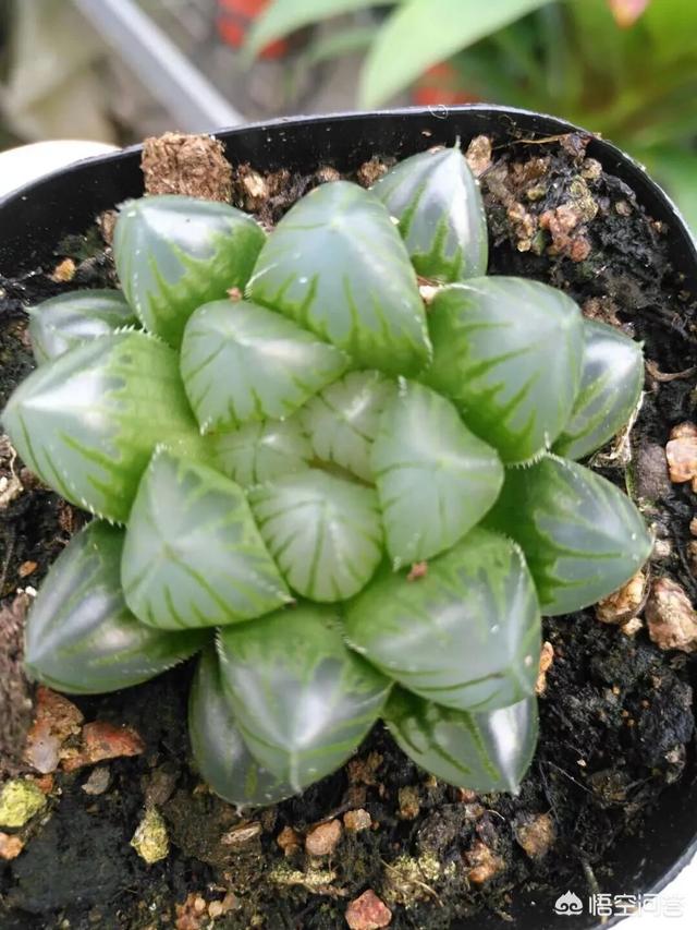 #多肉植物#是哪个多肉把你带入坑的？最好附上美肉图噢？