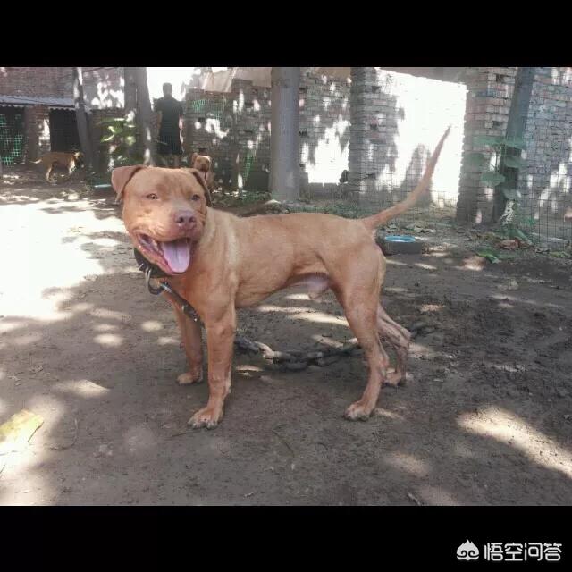 2016年惠比特犬价格:一只比特幼犬大概多少钱？