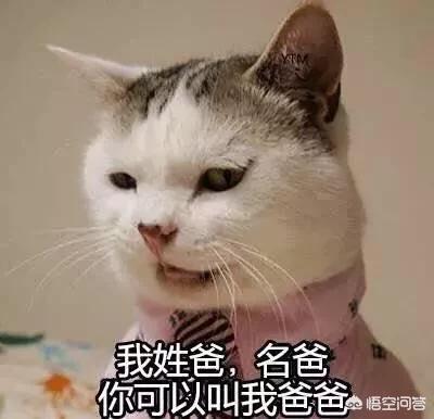 小花猫图片:有哪些带文字的、可爱的小猫图片？