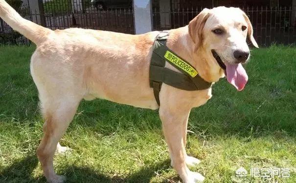 工作犬:为什么这么多人否定工作犬的贡献？ 工作犬种类