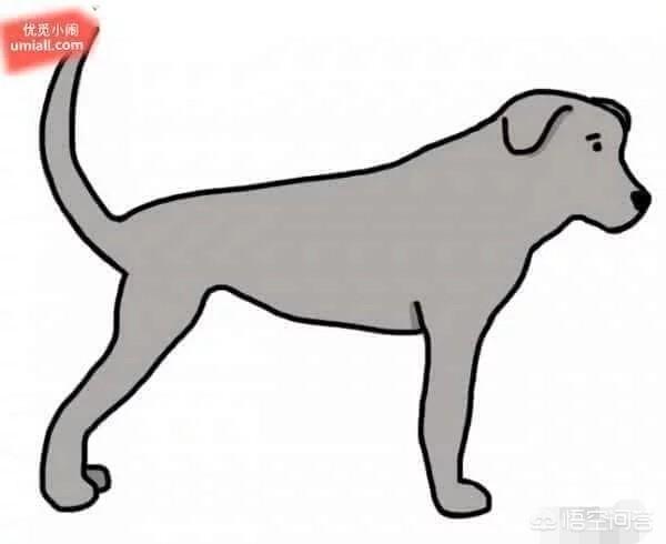 开心狗狗:带女朋友回家时，狗狗为什么会很开心呢？