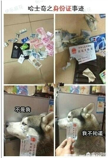为什么哈士奇智商不高:你家的哈士奇傻到什么程度了？