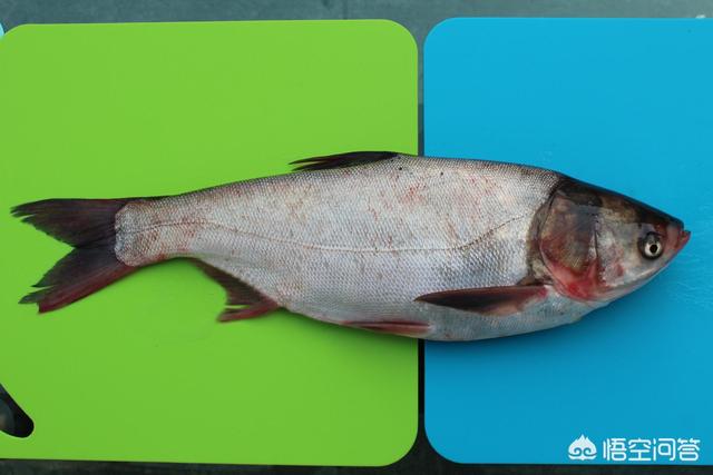 头条问答 中国有哪些最常见的淡水鱼 小刚说食事的回答 0赞