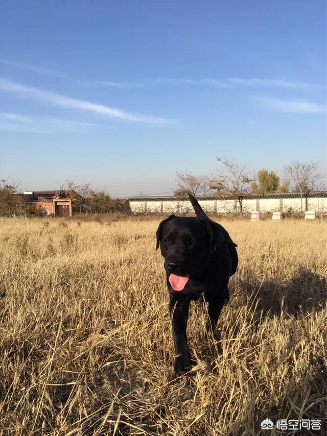 拉布拉多犬介绍及图片:拉布拉多犬从出生到老年期，该如何照顾？ 拉布拉多犬图片 幼犬